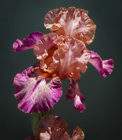 Close-up of pink flower against black background