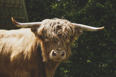 Cow standing on field