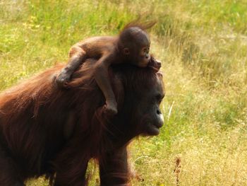 Monkey looking away on grass