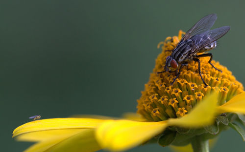 Close-up of insect on yellow flower