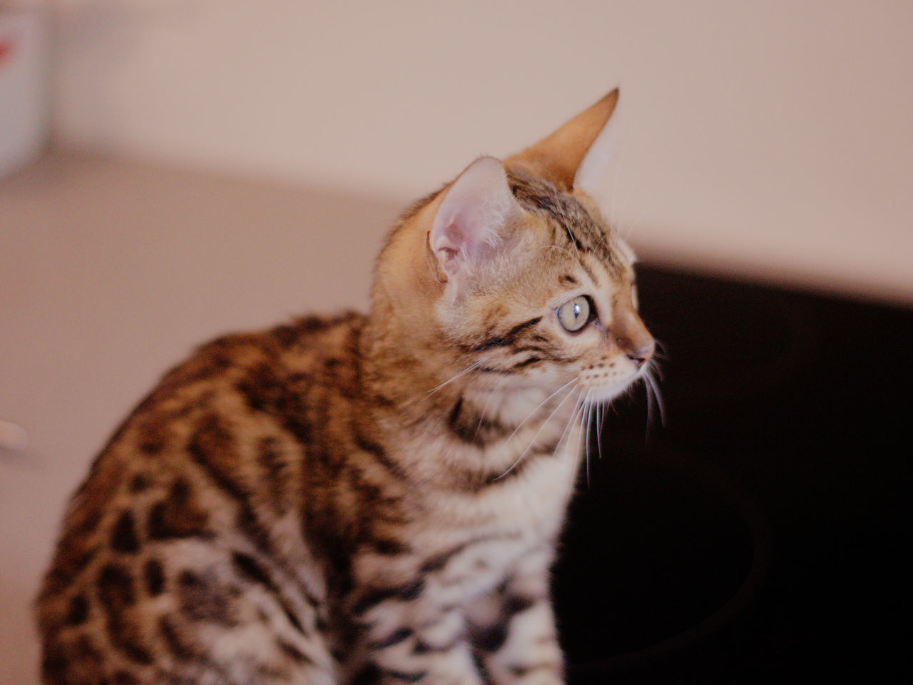 cat, pet, animal, animal themes, mammal, domestic cat, domestic animals, feline, one animal, whiskers, indoors, small to medium-sized cats, felidae, no people, carnivore, close-up, looking, tabby, focus on foreground, looking away, sitting