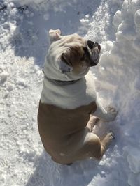 High angle view of a dog in snow