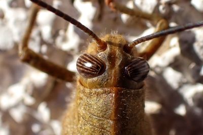 Close-up of insect on plant