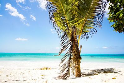 Palm tree on beach against sky