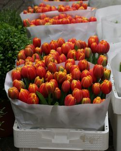 High angle view of red tulips in crates