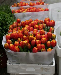 High angle view of red tulips in crates