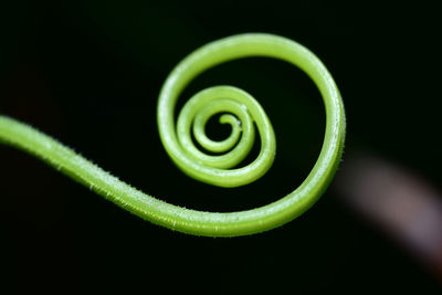 Close-up of spiral green plant against black background