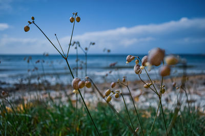 Close-up of flowering plants by sea against sky