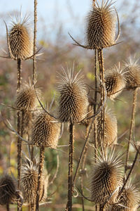 Close-up of thistle against sky