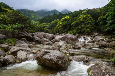 Scenic view of river amidst trees in forest