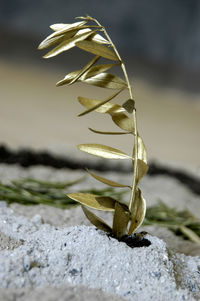 Close-up of golden plant part