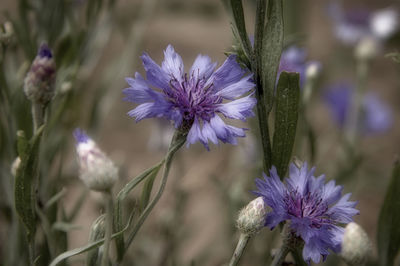 Close-up of purple flowering plant