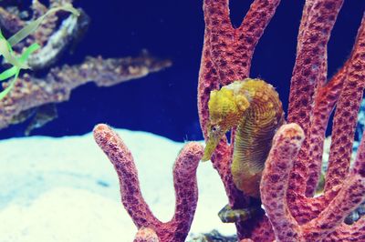 Close-up of fish swimming in aquarium