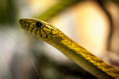 Close-up of insect