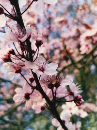 Close-up of pink cherry blossom