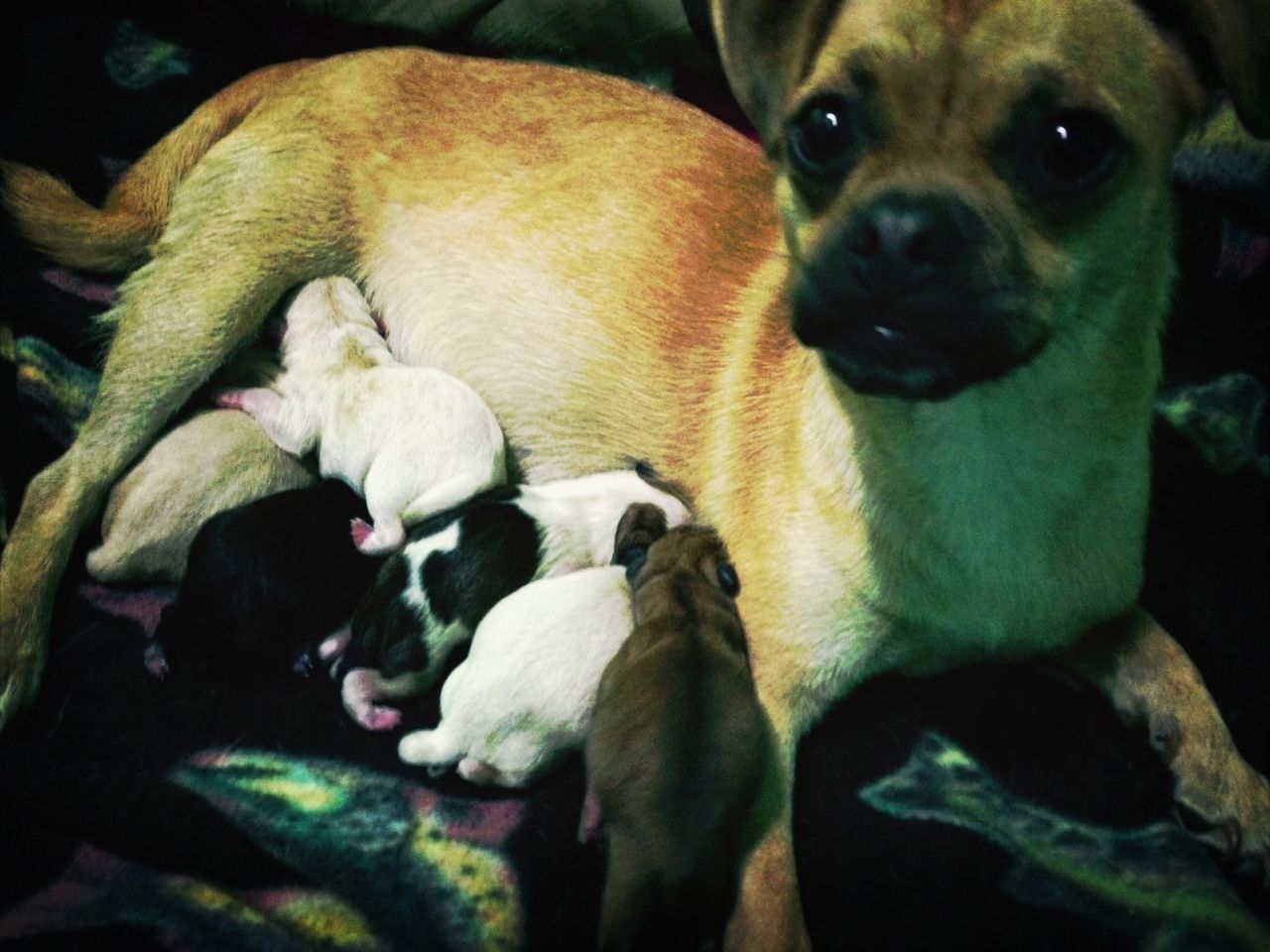 Mom and  her new born pups