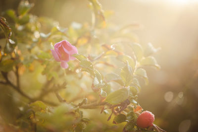 Close-up of pink flowering plant