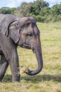 Close-up of elephant on field