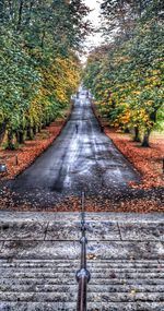 Road in forest