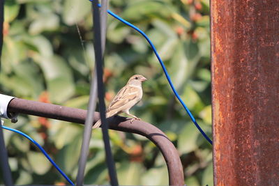 Sparrow perching on metal