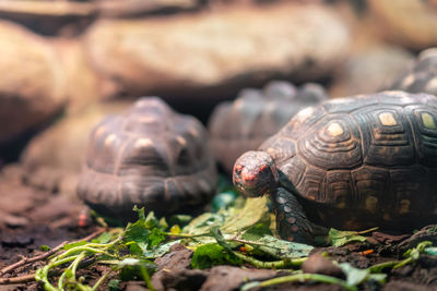 Close-up of turtle