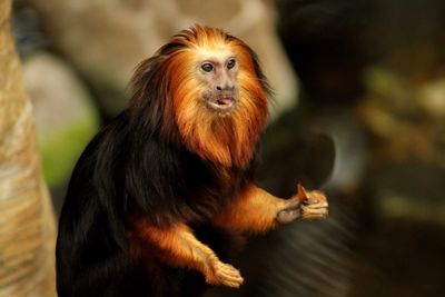 Close-up of monkey in zoo