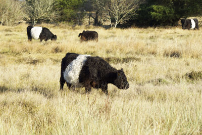 Sheep grazing on field
