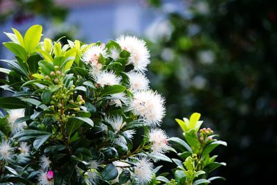 Close-up of flowers