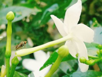 Close-up of insect on flower