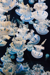 Close-up of jellyfish in sea