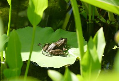 Grasshopper on a lake