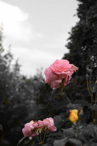 Close-up of pink rose blooming outdoors