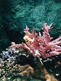 Close-up of coral in sea