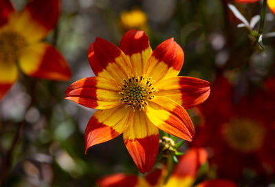 Close-up of red yellow flower