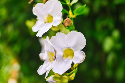 Close-up of white flowers blooming outdoors