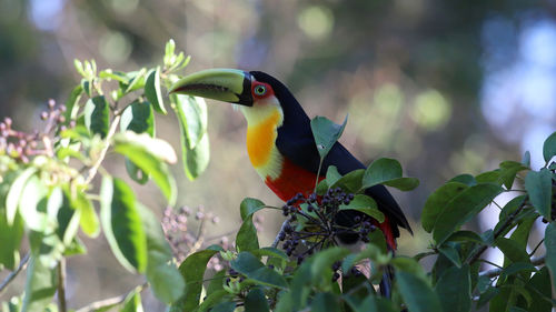 Close-up of bird perching on plant