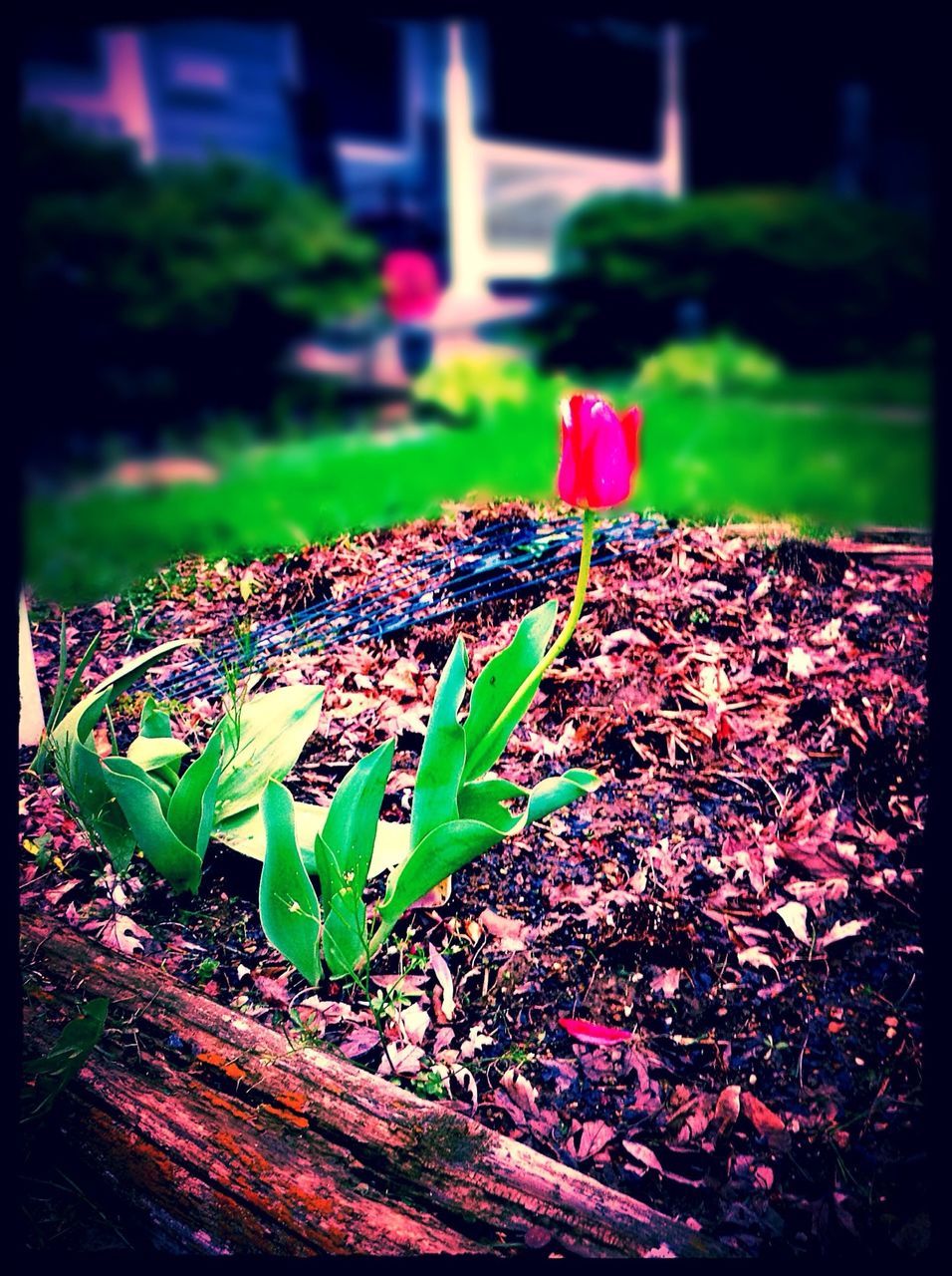 flower, freshness, growth, plant, leaf, fragility, focus on foreground, nature, close-up, selective focus, beauty in nature, green color, auto post production filter, field, transfer print, petal, pink color, day, bud, stem