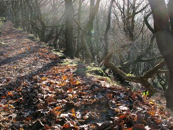 Autumn trees in forest