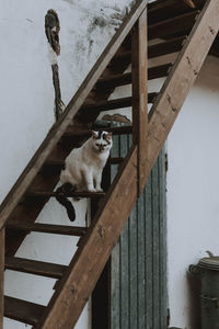 Portrait of dog sitting on wooden wall