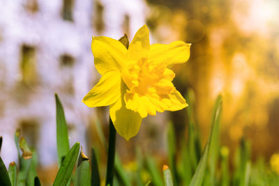 Close-up of yellow flower blooming outdoors