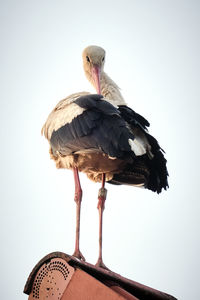 Low angle view of bird perching against clear sky