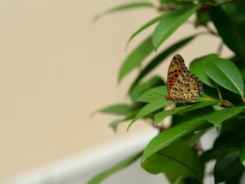 Butterfly pollinating flower