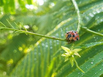 Close-up of insect on wet leaves