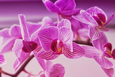 Close-up of pink orchids