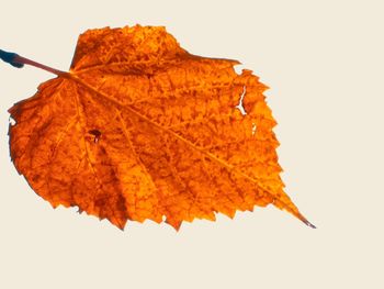 Close-up of autumn leaves against white background