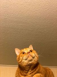 Cat looking away against wall at home