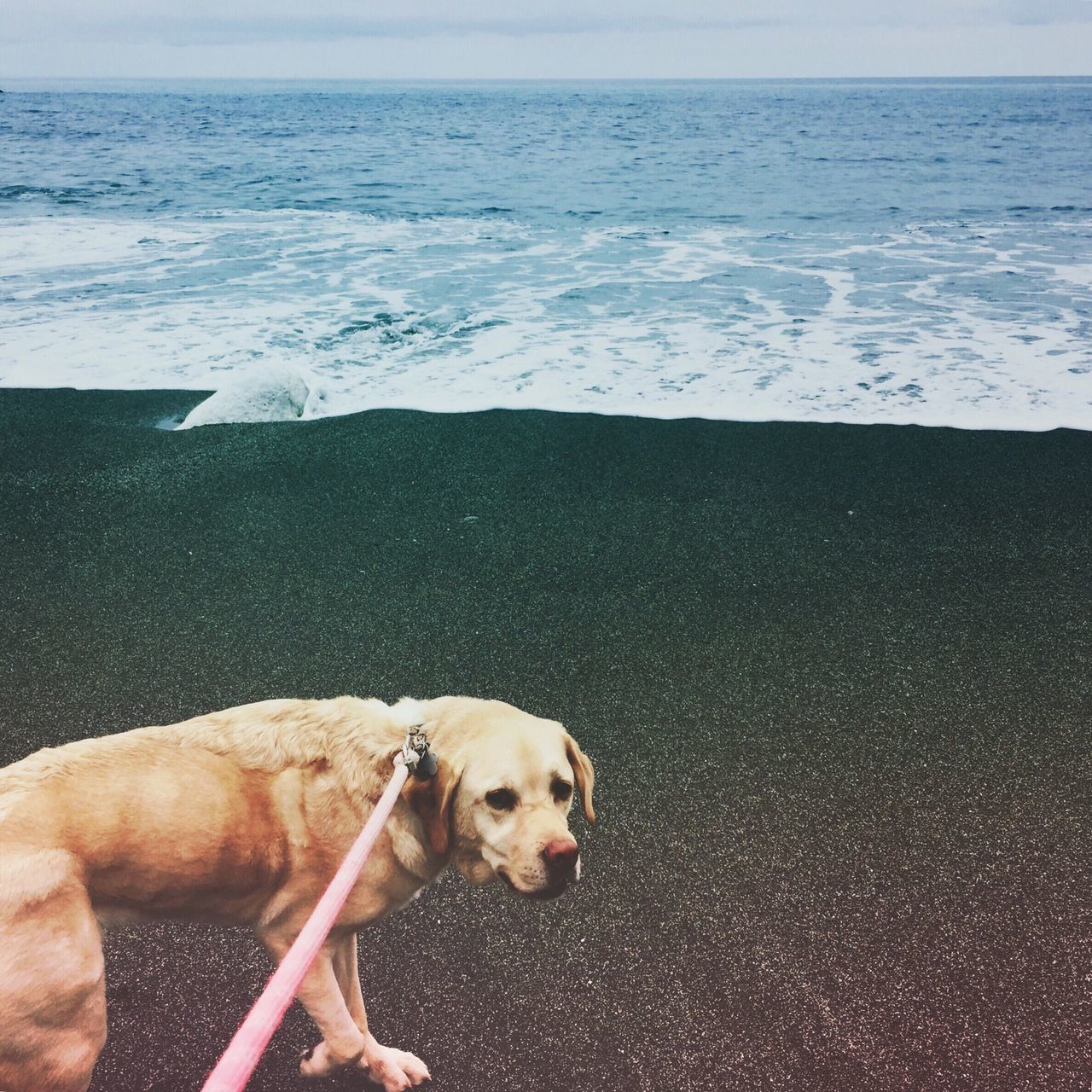 dog, domestic animals, pets, animal themes, one animal, beach, mammal, sea, sand, shore, part of, sunlight, cropped, water, holding, canine, day