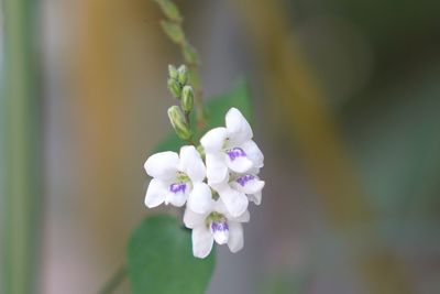 Close-up of white flowering plant