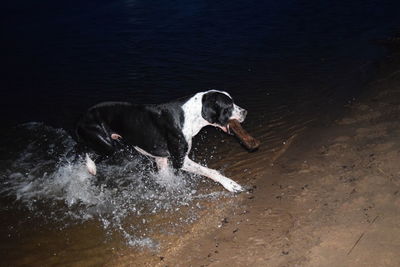 Dog jumping in water