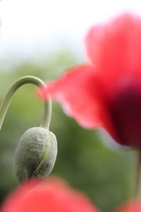 Close-up of red flower